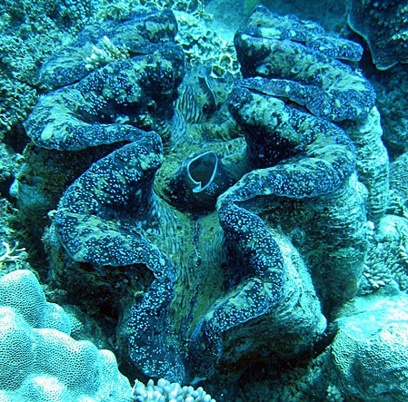 Giant_clam_or_Tridacna_gigas