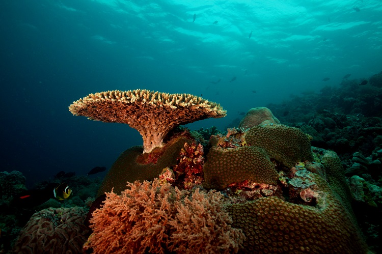 Tubbataha-Reefs